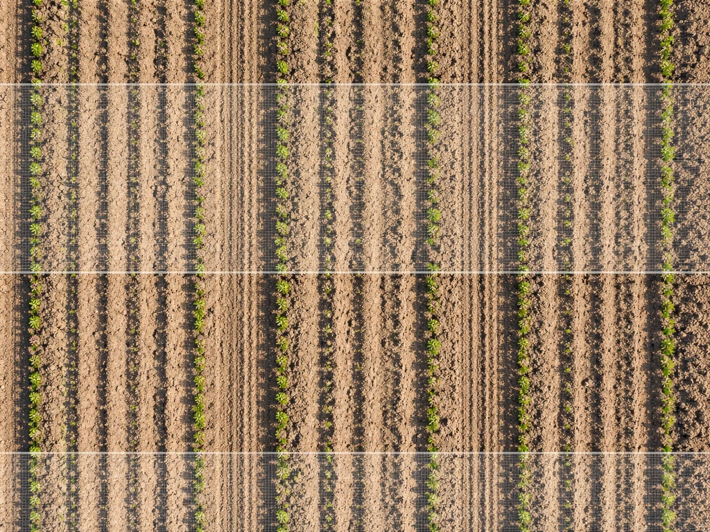 Top-down drone view of a field showing evenly spaced rows and a simple counting grid overlay.