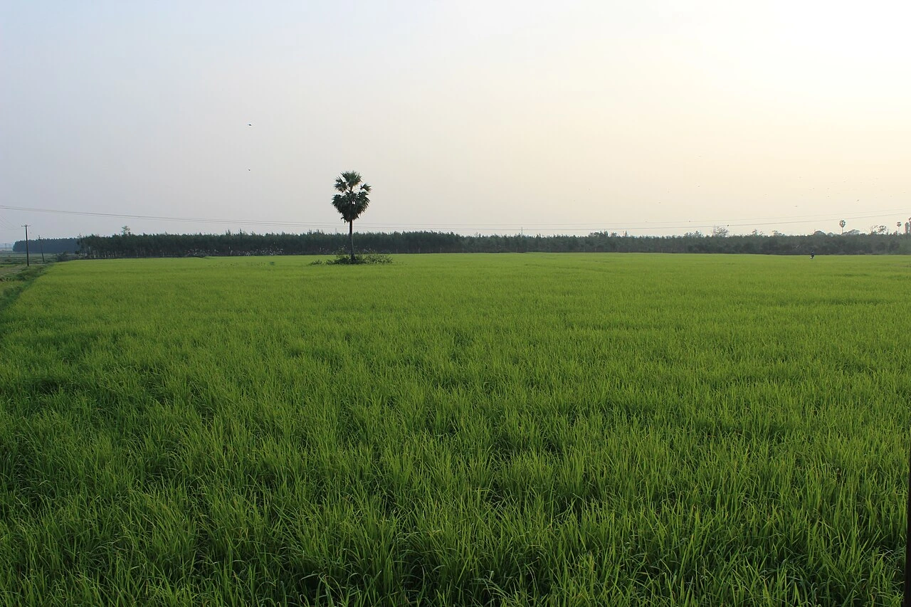 Rice paddy fields in Tamil Nadu